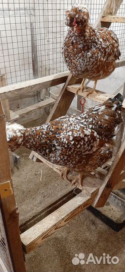 Петухи русской хохлатой и барковской
