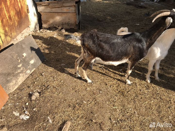 Продам молочных породистых коз