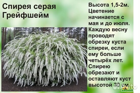 Спирея серая грефшейм