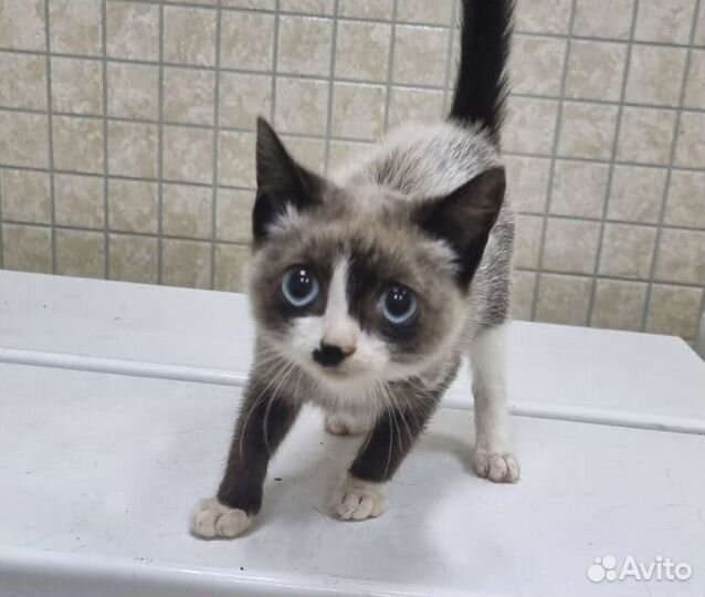 Иржик - голубоглазый котенок-метис сиамской кошки