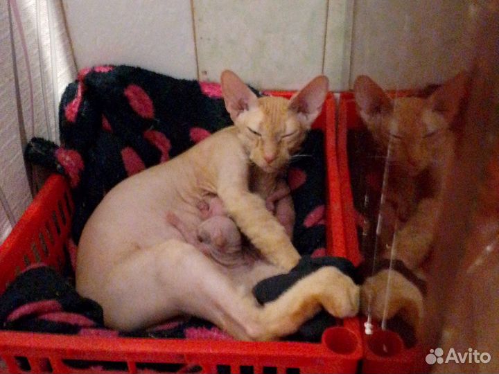 Донской сфинкс котята