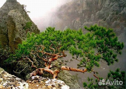 Сосна мелкоцветная/скрученная/юннаньская, семена