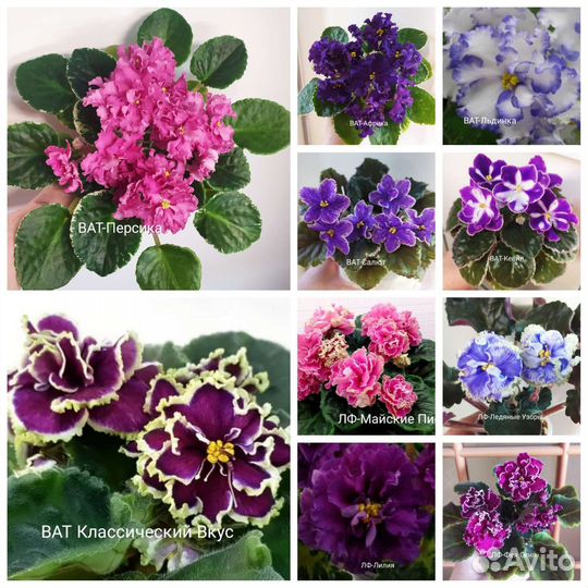 Разные сорта фиалок
