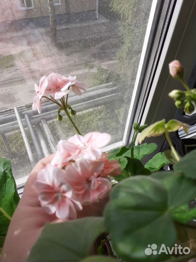 Комнатные цветы