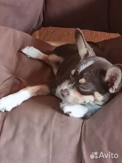 Щенок чихуахуа