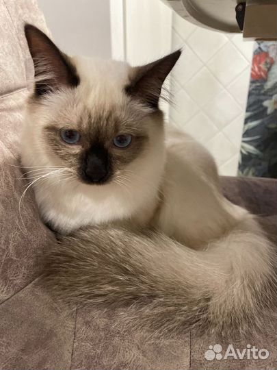 Кошка