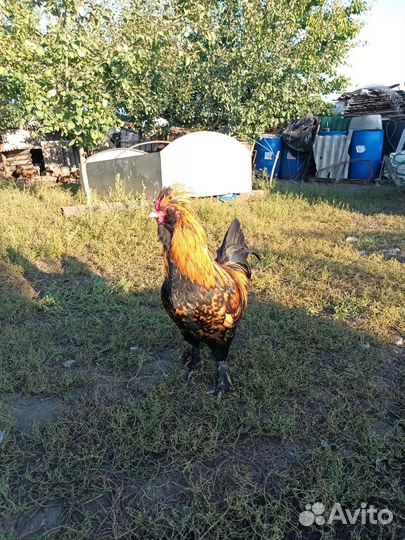 Павловские петухи