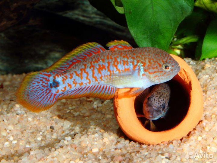 Рыбка в аквариум Элеотрис ковровый