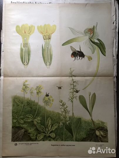 Альбом с постерами «Половое размножение» 1930 год