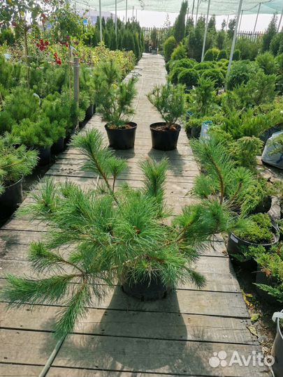 Кедровый стланик (С35)