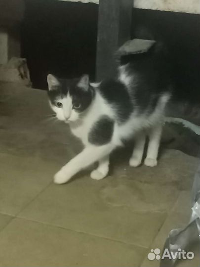 Кот - кошка из подвала