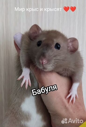 Крыса Крысёнок Сиамская девочка 3 мес