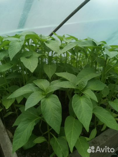 Рассада помидор, огурцов, перца,баклажан