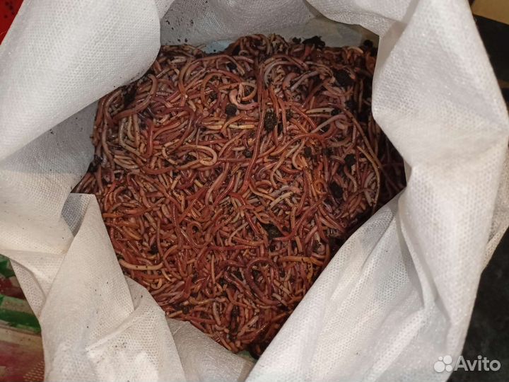 Черви на рыбалочку