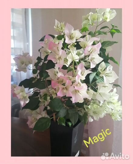 Бугенвиллии