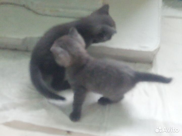 Британские котята