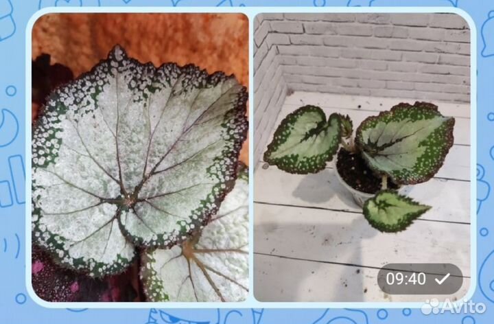 Декоративно-лиственные бегонии