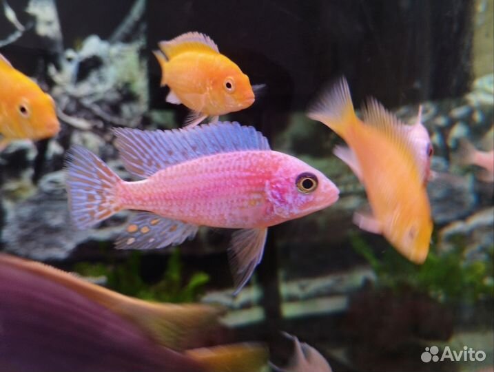 Аулонокара орхидея