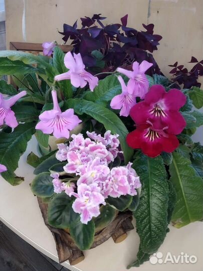 Фиалка сортовая, Стрептокарпус, Оксалис