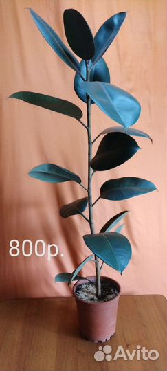 Фикус каучуконосный Диффенбахия