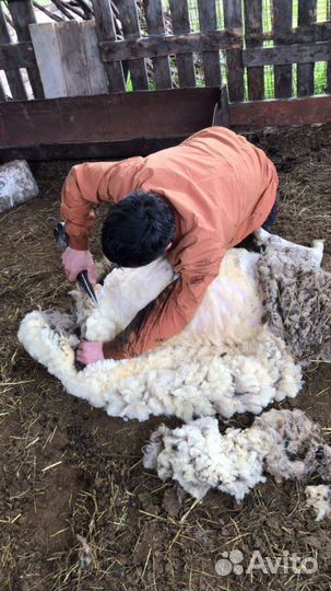 Стрижка овец