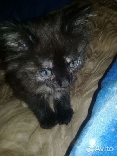 Сибирские пушистики