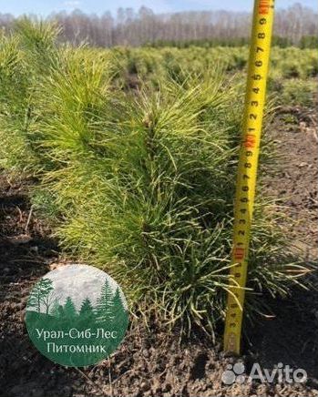 Сеянцы зкс Сосна Ель Лиственница окс Голуб Горн