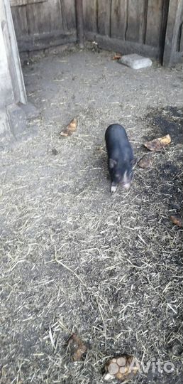 Вьетнамск вислобрюхий поросенок