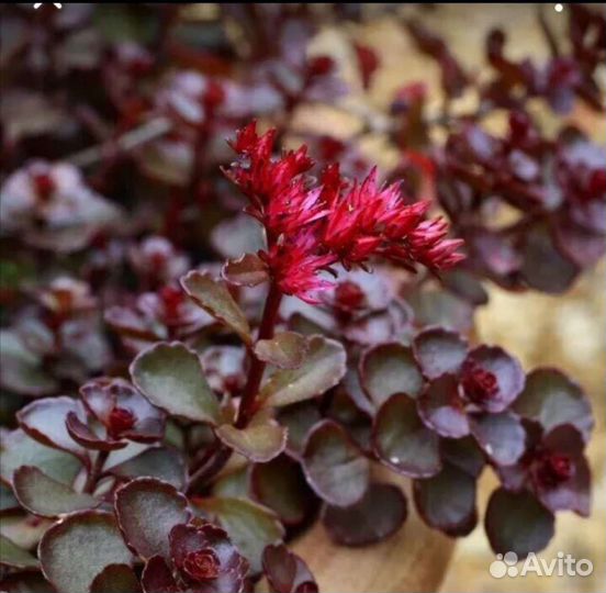 Растения почвопокровные 2