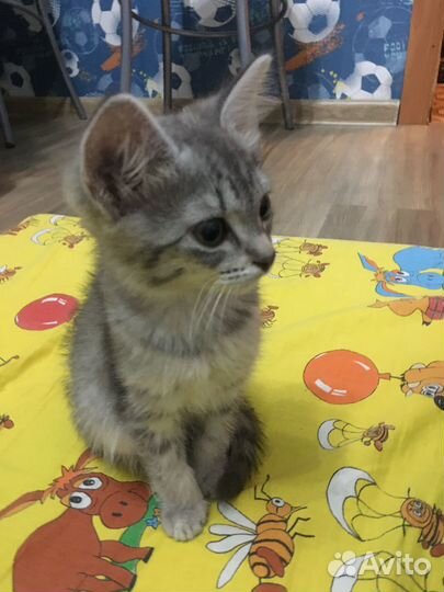 Для котёнка (мальчик) нужен заботливый друг.Найден