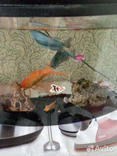 Аквариум
