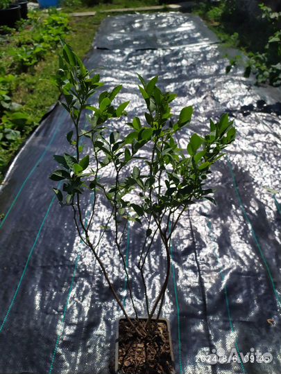 Саженцы садовой голубики в горшках