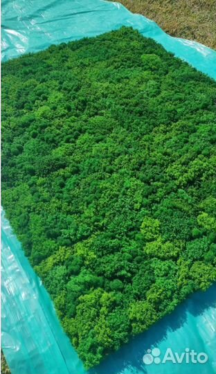 Сочетание стиля и экологии с панно из мха