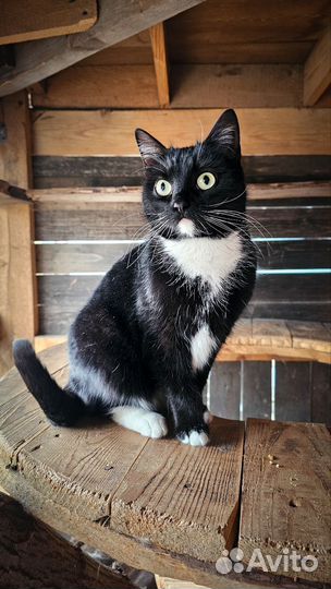 Ласкуша кошка