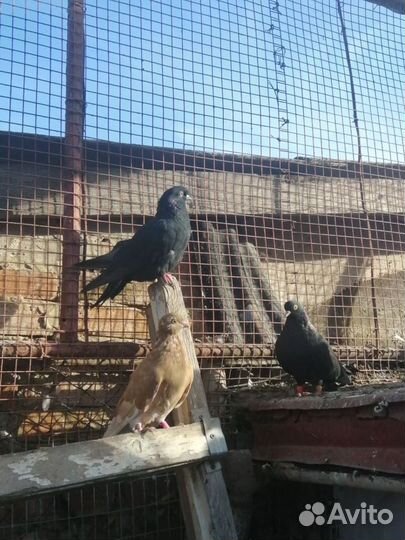 Продажа голубей