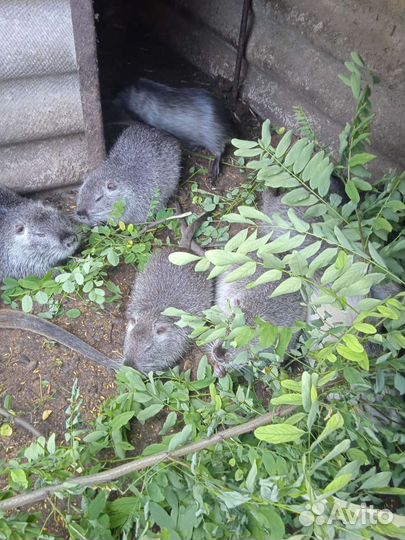 Животные грызуны