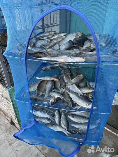 Вобла вяленая астраханская, апрель 2024