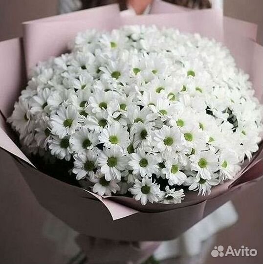 Хризантема Цветы Доставка
