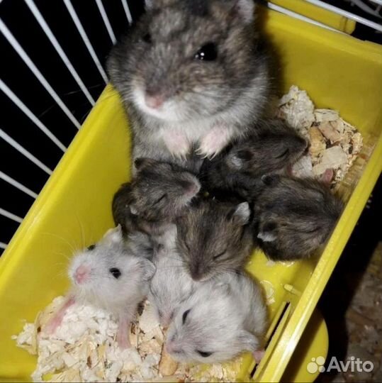 Отдам в хорошие руки хомячка