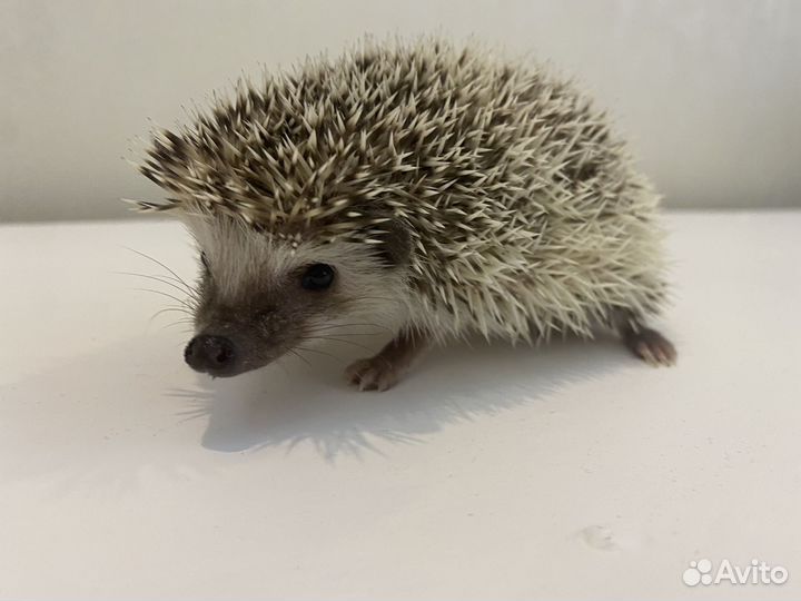 Африканский ежик