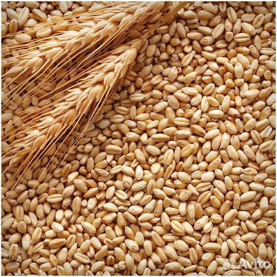 Пшеница. Ячмень