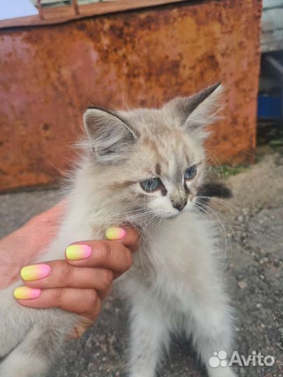 Красивые котята