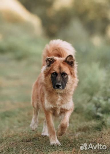 Супер красивый пёс Ларс в добрые руки