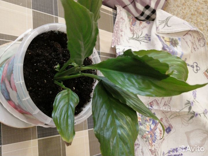 Спатифилиум