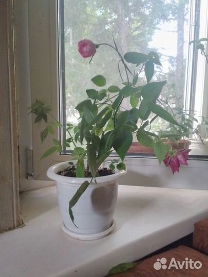 Роза комнатная