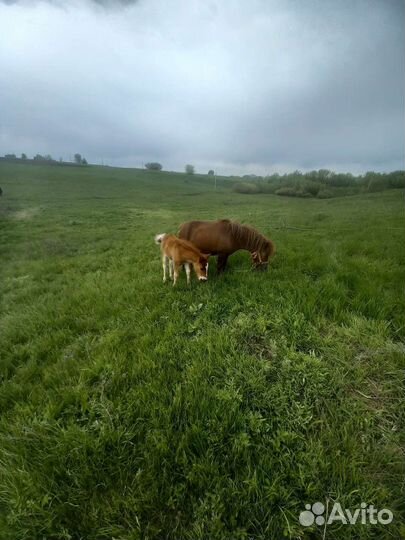 Семья шотландских пони