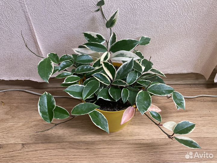 Хойя кримсон квин