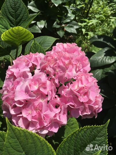 Гортензия крупнолистная саженцы