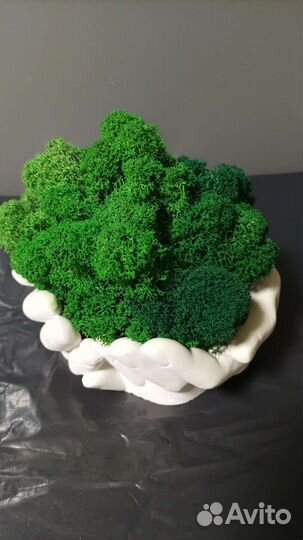 Мох и растения в кашпо руки