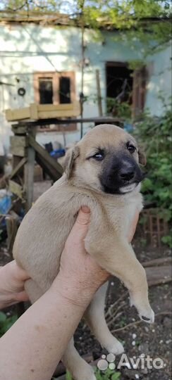 Щенки в добрые руки